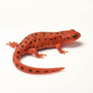 アカハライモリ色彩変異超極上個体Sサイズ　１匹