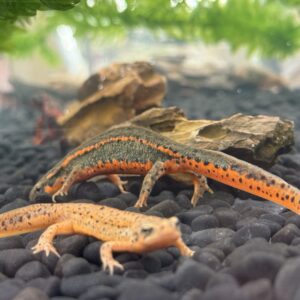 アカハライモリ色彩変異超極上個体Sサイズ　１匹