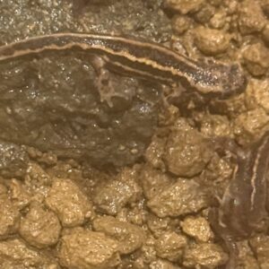 アマミシリケンイモリ　美麗個体Sサイズ　１匹