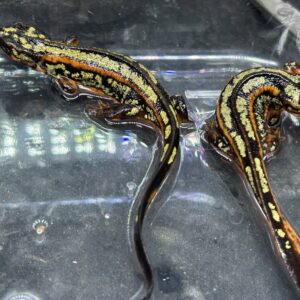 オキナワシリケンイモリCB Sサイズ