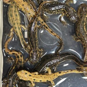 アカハライモリ色彩変異個体並グレード（薄茶色～黄色）